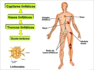 Capilares linfáticos
Capilares linfáticos


 Vasos linfáticos
 Vasos linfáticos

Troncos linfáticos
Troncos linfáticos


   Ducto torácico
   Ducto torácico




   Linfonodos
 
