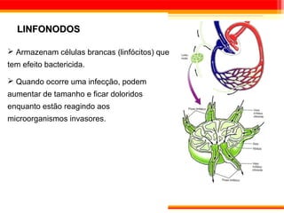 LINFONODOS

 Armazenam células brancas (linfócitos) que
tem efeito bactericida.

 Quando ocorre uma infecção, podem
aumentar de tamanho e ficar doloridos
enquanto estão reagindo aos
microorganismos invasores.
 