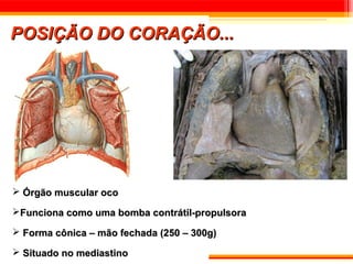 POSIÇÃO DO CORAÇÃO...




 Órgão muscular oco

Funciona como uma bomba contrátil-propulsora

 Forma cônica – mão fechada (250 – 300g)

 Situado no mediastino
 