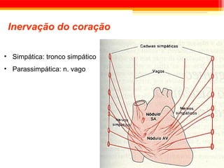 Inervação do coração

• Simpática: tronco simpático
• Parassimpática: n. vago
 