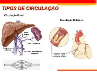 TIPOS DE CIRCULAÇÃO
Circulação Portal

                      Circulação Colateral
 