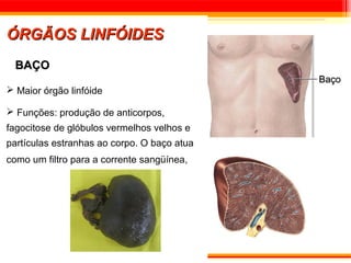 ÓRGÃOS LINFÓIDES
  BAÇO

 Maior órgão linfóide

 Funções: produção de anticorpos,
fagocitose de glóbulos vermelhos velhos e
partículas estranhas ao corpo. O baço atua
como um filtro para a corrente sangüínea,
 