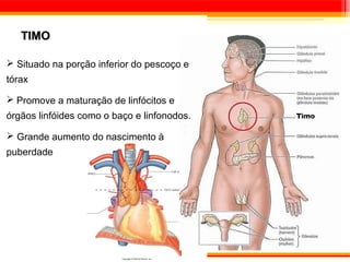TIMO

 Situado na porção inferior do pescoço e
tórax

 Promove a maturação de linfócitos e
órgãos linfóides como o baço e linfonodos.

 Grande aumento do nascimento à
puberdade
 