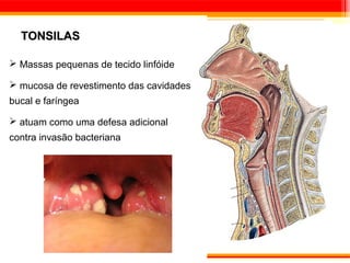 TONSILAS

 Massas pequenas de tecido linfóide

 mucosa de revestimento das cavidades
bucal e faríngea

 atuam como uma defesa adicional
contra invasão bacteriana
 