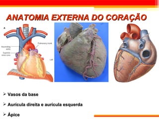ANATOMIA EXTERNA DO CORAÇÃO




 Vasos da base

 Aurícula direita e aurícula esquerda

 Ápice
 