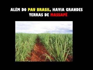 ALÉM DO  PAU BRASIL , HAVIA GRANDES TERRAS DE  MASSAPÊ 