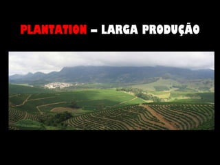 PLANTATION  – LARGA PRODUÇÃO 