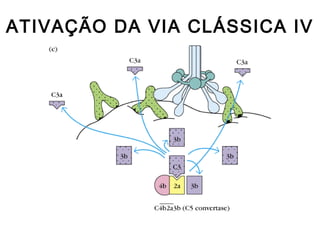 ATIVAÇÃO DA VIA CLÁSSICA IV
 