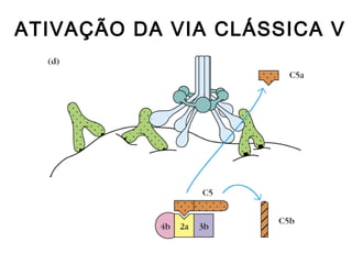ATIVAÇÃO DA VIA CLÁSSICA V
 