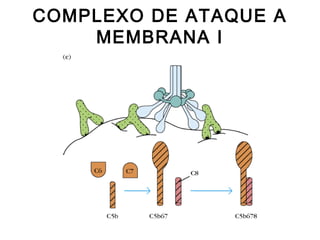 COMPLEXO DE ATAQUE A
MEMBRANA I
 