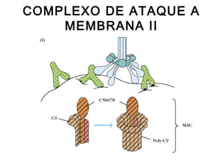 COMPLEXO DE ATAQUE A
MEMBRANA II
 
