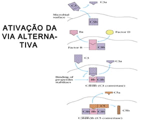 ATIVAÇÃO DA
VIA ALTERNA-
TIVA
 