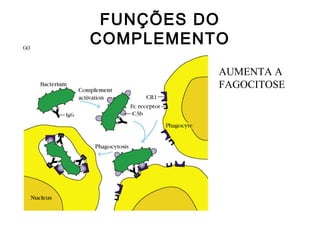 FUNÇÕES DO
COMPLEMENTO
AUMENTA A
FAGOCITOSE
 