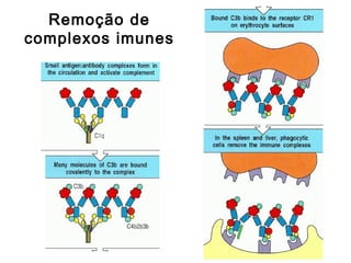 Remoção de
complexos imunes
 