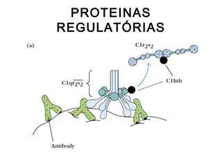 PROTEINAS
REGULATÓRIAS
 