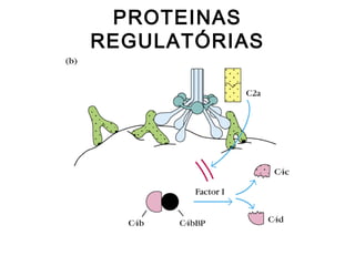 PROTEINAS
REGULATÓRIAS
 