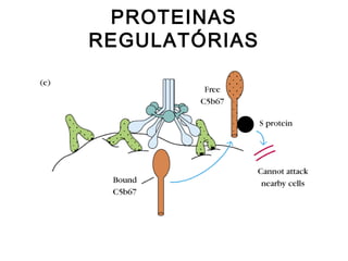 PROTEINAS
REGULATÓRIAS
 
