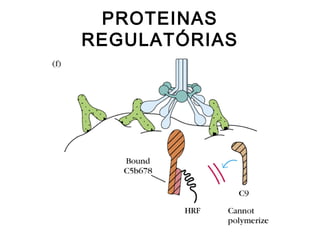 PROTEINAS
REGULATÓRIAS
 