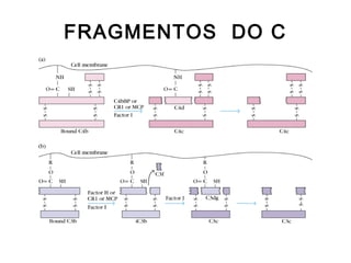 FRAGMENTOS DO C
 