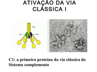 ATIVAÇÃO DA VIA
CLÁSSICA I
C1: a primeira proteina da via clássica do
Sistema complemento
 