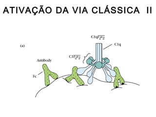 ATIVAÇÃO DA VIA CLÁSSICA II
 