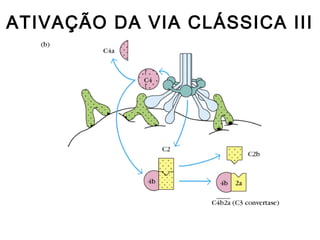 ATIVAÇÃO DA VIA CLÁSSICA III
 