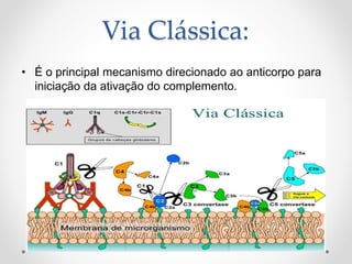 Via Clássica:
• É o principal mecanismo direcionado ao anticorpo para
iniciação da ativação do complemento.
 
