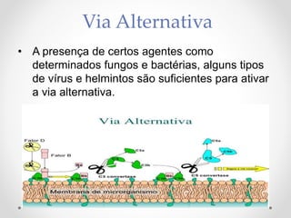 Via Alternativa
• A presença de certos agentes como
determinados fungos e bactérias, alguns tipos
de vírus e helmintos são suficientes para ativar
a via alternativa.
 