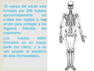 
El cuerpo del adulto esta
formado por 206 huesos
aproximadamente, los
cuales son rígidos y nos
sirven para proteger a los
órganos blandos del
organismo.
Los huesos están
formados en su mayor
parte por calcio, y a su
vez ayudan al equilibrio
de éste (homeostasis).
 