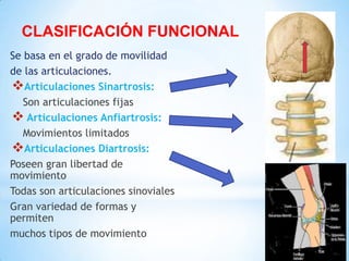 CLASIFICACIÓN FUNCIONAL
Se basa en el grado de movilidad
de las articulaciones.
Articulaciones Sinartrosis:
Son articulaciones fijas
 Articulaciones Anfiartrosis:
Movimientos limitados
Articulaciones Diartrosis:
Poseen gran libertad de
movimiento
Todas son articulaciones sinoviales
Gran variedad de formas y
permiten
muchos tipos de movimiento
 