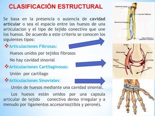 CLASIFICACIÓN ESTRUCTURAL
Se basa en la presencia o ausencia de cavidad
articular o sea el espacio entre los huesos de una
articulacion y el tipo de tejido conectivo que une
los huesos. De acuerdo a este criterio se conocen los
siguientes tipos:
Articulaciones Fibrosas:
Huesos unidos por tejidos fibrosos
No hay cavidad sinovial
Articulaciones Cartilaginosas:
Unión por cartílago
Articulaciones Sinoviales:
Unión de huesos mediante una cavidad sinovial.
Los huesos están unidos por una capsula
articular de tejido conectivo denso irregular y a
menudo por ligamentos accesorios(tibia y peroné).
 