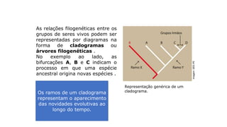 Cladograma
As relações filogenéticas entre os
grupos de seres vivos podem ser
representadas por diagramas na
forma de cladogramas ou
árvores filogenéticas .
No exemplo ao lado, as
bifurcações A, B e C indicam o
processo em que uma espécie
ancestral origina novas espécies .
Os ramos de um cladograma
representam o aparecimento
das novidades evolutivas ao
longo do tempo.
Representação genérica de um
cladograma.
Imagem:
SEE-PE
 