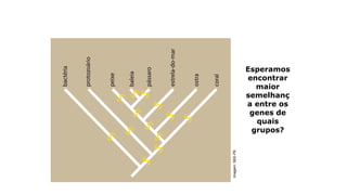 Desafio:examinando árvore filogenética
Esperamos
encontrar
maior
semelhanç
a entre os
genes de
quais
grupos?
Imagem:
SEE-PE
 