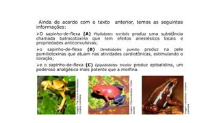 Ainda de acordo com o texto anterior, temos as seguintes
informações:
O sapinho-de-flexa (A) Phyllobates terribilis produz uma substância
chamada batracotoxina que tem efeitos anestésicos locais e
propriedades anticonvulsivas;
o sapinho-de-flexa (B) Dendrobates pumilio produz na pele
pumiliotoxinas que atuam nas atividades cardiotônicas, estimulando o
coração;
e o sapinho-de-flexa (C) Epipedobates tricolor produz epibatidina, um
poderoso analgésico mais potente que a morfina.
Ciência, tecnologia e sociedade
Imagem:
LiquidGhoul
/
Creative
Commons
Imagem:
Pstevendactylus
/
Public
Domain
Imagem:
The
Lord
of
the
Allosaurs
/
Creative
Commons
 