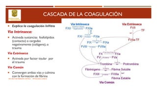 CASCADA DE LA COAGULACIÓN
 Explica la coagulación InVitro
Via Intrinseca:
 Activada sustancias fosfolípidos
(contacto) o cargadas
negativamente (colágena), o
trauma
Vía Extrinseca
 Activada por factor tisular por
el trauma
Vía Común
 Convergen ambas vías y culmina
con la formación de fibrina
DR. HECTOR MARRUFO ORTEGA PATOLOGO CLINICO
 