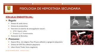 FISIOLOGIA DE HEMOSTASIA SECUNDARIA
CELULA ENDOTELIAL:
 Regula:
 Síntesis de oxido nítrico
 Síntesis de prostaciclinas
 Interviene en sistemas de anticoagulación natural ;
 AT III: Heparán sulfato
 Proteína C y S: Trombomodulina
 Activación de fibrinolísis
 Promueve:
 Expone fibras de colágena (Tipo IV) para adhesión y agregación plaquetaria
 Síntesis de FvW: Para adhesión plaquetaria
 Libera Factor Tisular: Inicia coagulación
DR. HECTOR MARRUFO ORTEGA PATOLOGO CLINICO
 