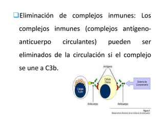 Eliminación de complejos inmunes: Los
complejos inmunes (complejos antígeno-
anticuerpo circulantes) pueden ser
eliminados de la circulación si el complejo
se une a C3b.
 