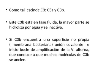 • Como tal escinde C3: C3a y C3b.
• Este C3b esta en fase fluida, la mayor parte se
hidroliza por agua y se inactiva.
• Si C3b encuentra una superficie no propia
( membrana bacteriana) unión covalente e
inicio bucle de amplificación de la V. alterna,
que conduce a que muchas moléculas de C3b
se anclen.
 