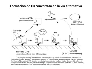Formacion de C3 convertasa en la vía alternativa
 