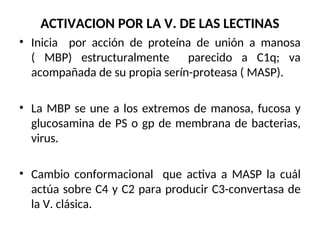 ACTIVACION POR LA V. DE LAS LECTINAS
• Inicia por acción de proteína de unión a manosa
( MBP) estructuralmente parecido a C1q; va
acompañada de su propia serín-proteasa ( MASP).
• La MBP se une a los extremos de manosa, fucosa y
glucosamina de PS o gp de membrana de bacterias,
virus.
• Cambio conformacional que activa a MASP la cuál
actúa sobre C4 y C2 para producir C3-convertasa de
la V. clásica.
 