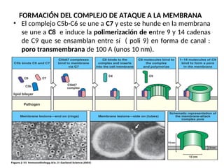 FORMACIÓN DEL COMPLEJO DE ATAQUE A LA MEMBRANA
• El complejo C5b-C6 se une a C7 y este se hunde en la membrana
se une a C8 e induce la polimerización de entre 9 y 14 cadenas
de C9 que se ensamblan entre sí ( poli 9) en forma de canal :
poro transmembrana de 100 A (unos 10 nm).
 