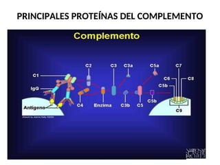 PRINCIPALES PROTEÍNAS DEL COMPLEMENTO
 
