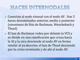    Conectan al nodo sinusal con el nodo AV . Son 3
    haces denominados anterior, medio y posterior
    (sinonimos de Haz de Bachman, Wenckebach y
    Thoel)
   El haz de Bachman rodea por delante la VCS y
    se divide en una ramificación que cruza hacia
    la AI y la otra desciende al nodo AV en forma
    similar al ya descrito; el haz de Thoel desciende
    por la crista terminalis y de ahí al nodo AV.
 