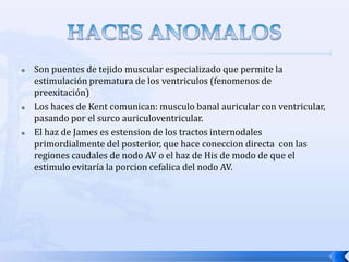    Son puentes de tejido muscular especializado que permite la
    estimulación prematura de los ventriculos (fenomenos de
    preexitación)
   Los haces de Kent comunican: musculo banal auricular con ventricular,
    pasando por el surco auriculoventricular.
   El haz de James es estension de los tractos internodales
    primordialmente del posterior, que hace coneccion directa con las
    regiones caudales de nodo AV o el haz de His de modo de que el
    estimulo evitaría la porcion cefalica del nodo AV.
 
