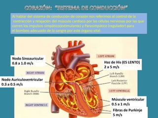 Al hablar del sistema de conducción de corazón nos referimos al control de la
contracción y relajación del músculo cardiaco por las células nerviosas por las que
corren los impulsos simpático(estimulante) y Parasimpático (regulador) para
el bombeo adecuado de la sangre por este órgano vital.
Nodo Sinoauricular
0.8 a 1.0 m/s
Nodo Auriculoventricular
0.3 a 0.5 m/s
Haz de His (ES LENTO)
2 a 5 m/s
Fibras de Purkinje
5 m/s
Músculo ventricular
0.5 a 1 m/s
 