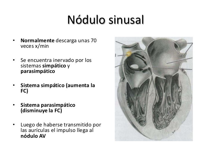 Sistema de conducción del corazón Sistema de conducción del corazón