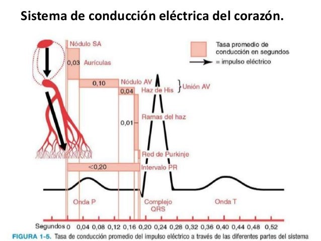 CONDUCCION ELECTRICA DEL CORAZON EPUB CONDUCCION ELECTRICA DEL CORAZON EPUB