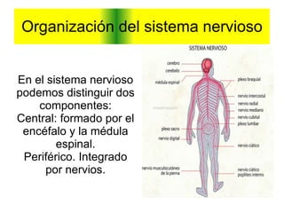 Organización del sistema nervioso En el sistema nervioso podemos distinguir dos componentes: Central: formado por el encéfalo y la médula espinal. 