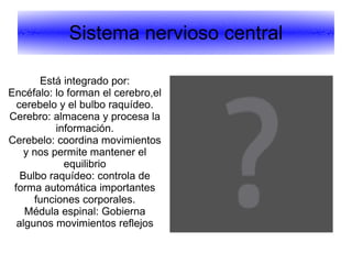 Periférico. Integrado por nervios. 