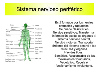 Sistema nervioso central Está integrado por: Encéfalo: lo forman el cerebro,el cerebelo y el bulbo raquídeo. 